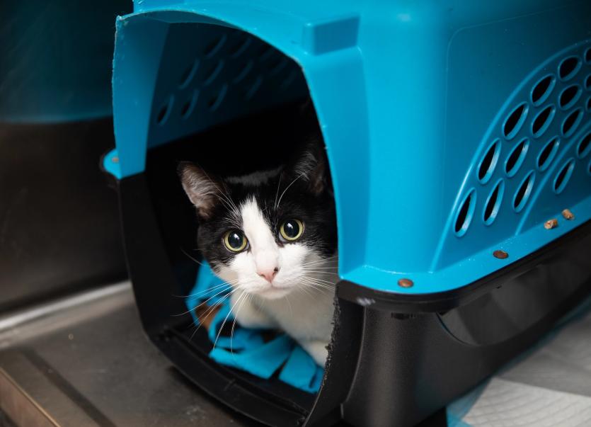 Black and white cat peeking out of a teal and black carrier