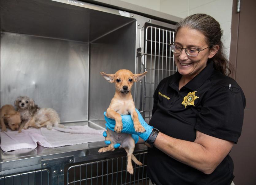 Older woman in uniform holding a chihuahua