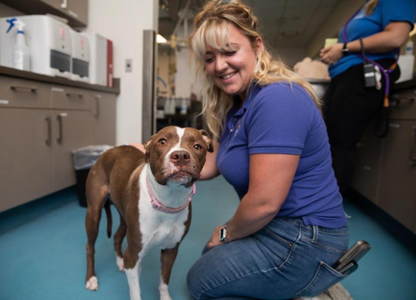 Blonde woman at shelter kneeling with brown and white dog