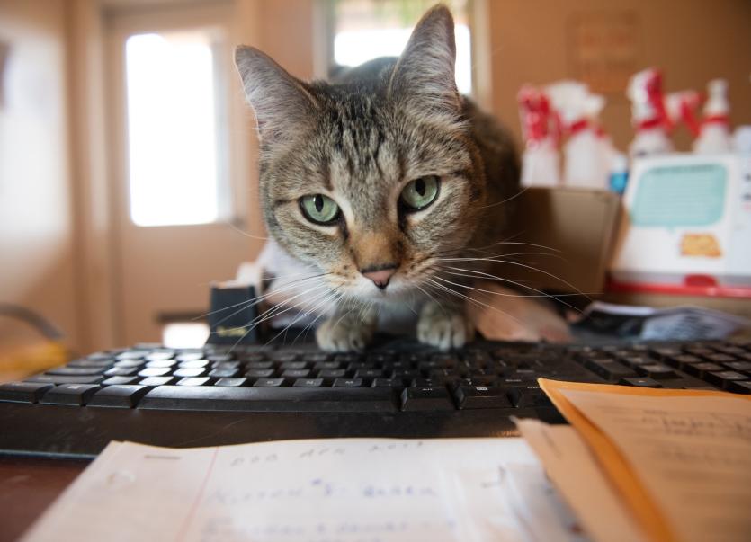 Tabby cat perched on top of a keyboard