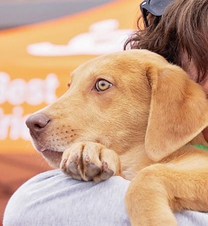 Smiling woman holding brown dog close in front of adoption event tent