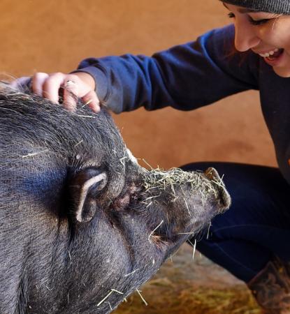 Smiling person kneeling down to pet a pig