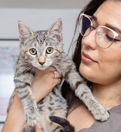Person wearing glasses holding a tabby kitten