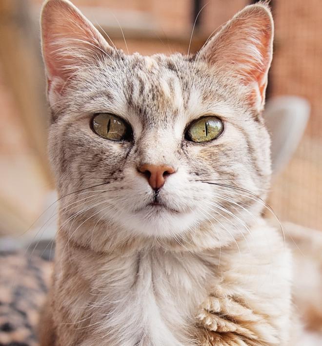 Light tiger colored cat looking directly at camera