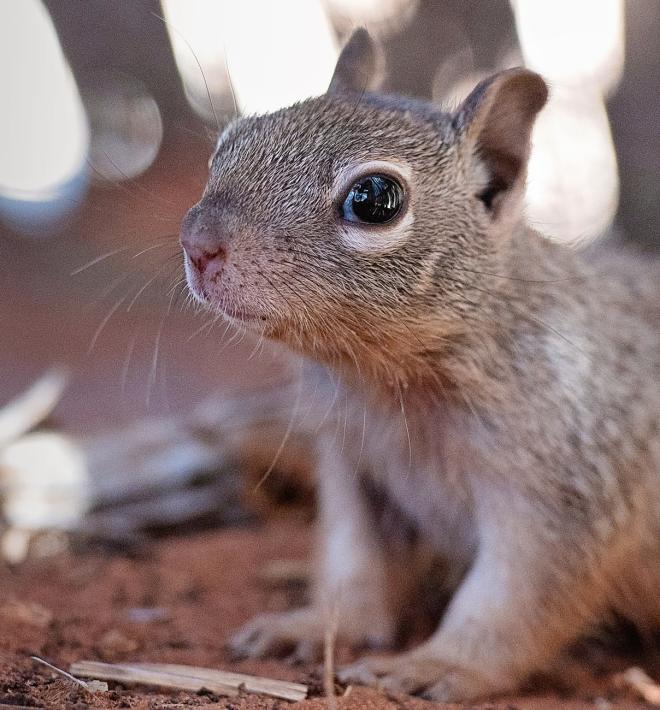 Baby rock squirrel on ground