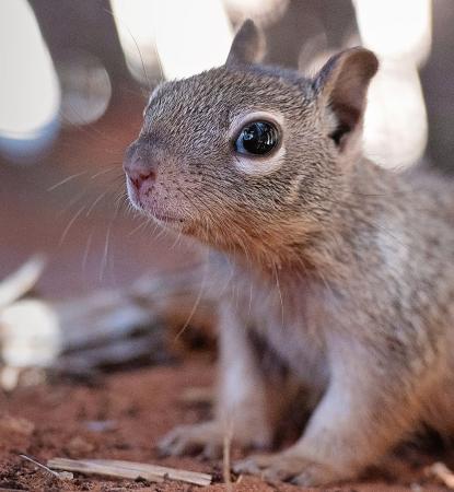 Baby rock squirrel on ground