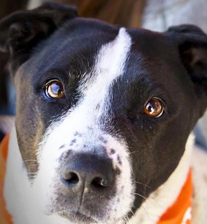 Dog wearing an orange bandana sitting outside with a smiling person