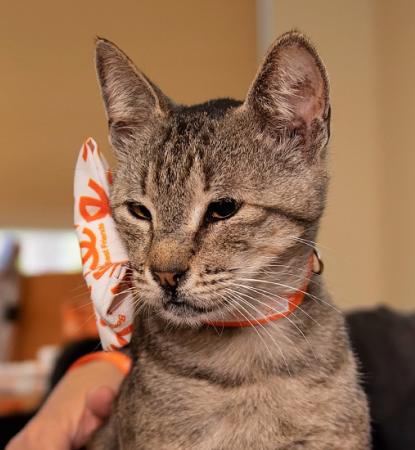 Tabby cat sitting on counter next to woman employee