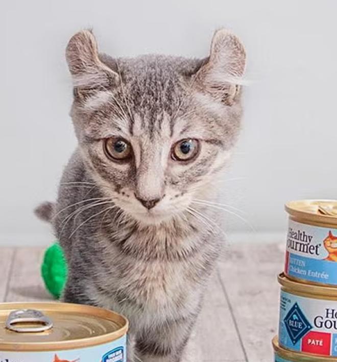 Kitten surrounded by cans of Blue Buffalo kitten food and pom pom toys