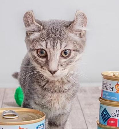 Kitten surrounded by cans of Blue Buffalo kitten food and pom pom toys