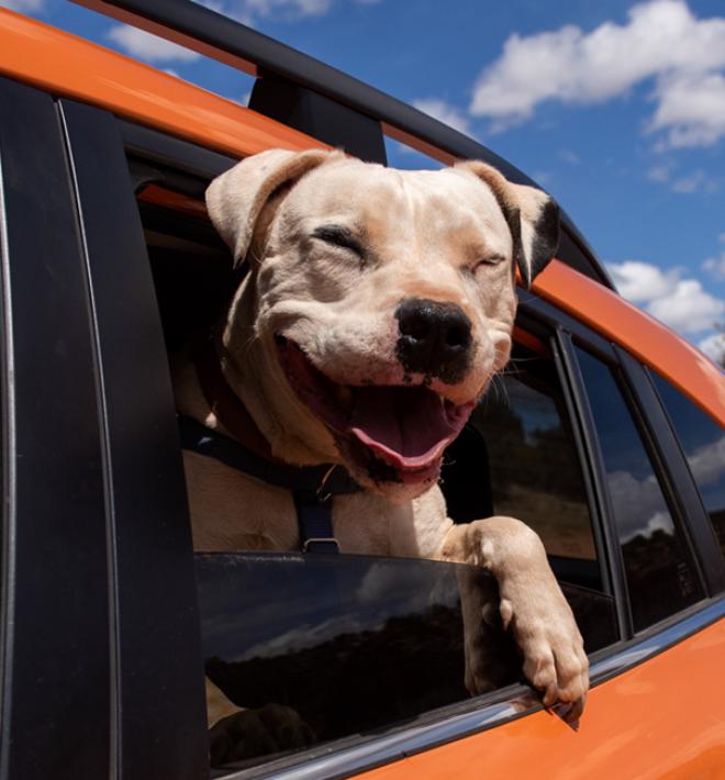 Dog riding in an orange car