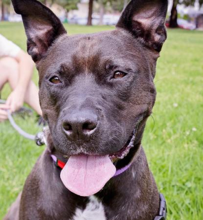 couple sitting on lawn with large dark brown dog