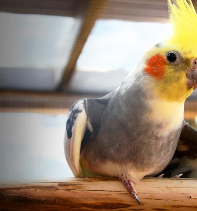 Parrot Garden | Best Friends Animal Society - Save Them All