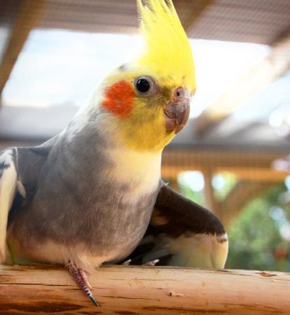 bright yellow birds