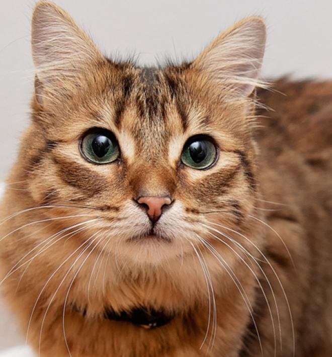 Brown tabby cat next to some holiday presents