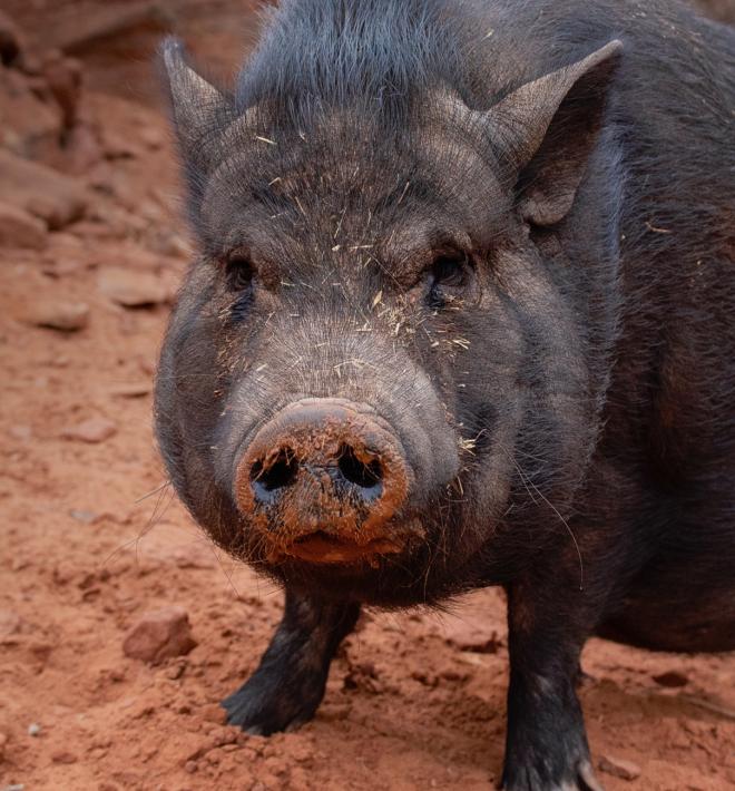 Black pig standing in red dirt