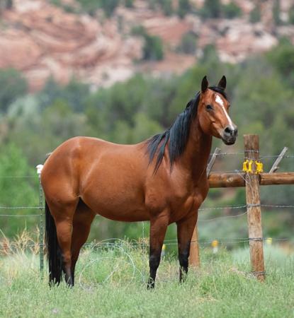 two brown horses in canyon field