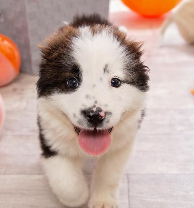 Brown and white puppy walking among dog toys