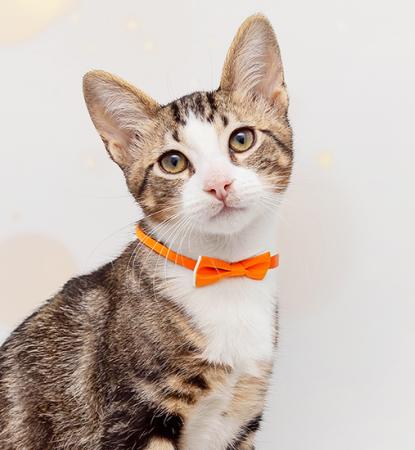 Tabby and white kitten wearing an orange bow tie