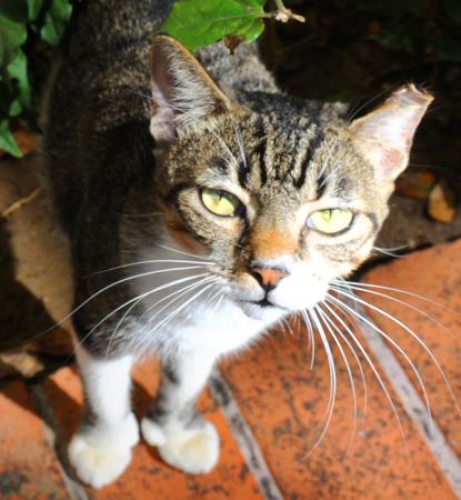 Tipped ear cat outside under some plants