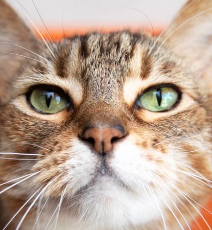 Happy cat relaxing on an orange couch