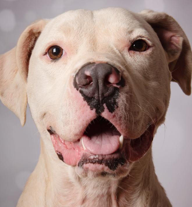 Light brown dog smiling at camera on grey background