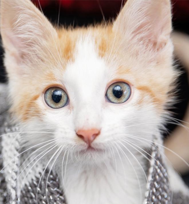 Orange and white kitten under a blanket