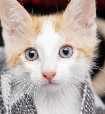 Orange and white kitten under a blanket