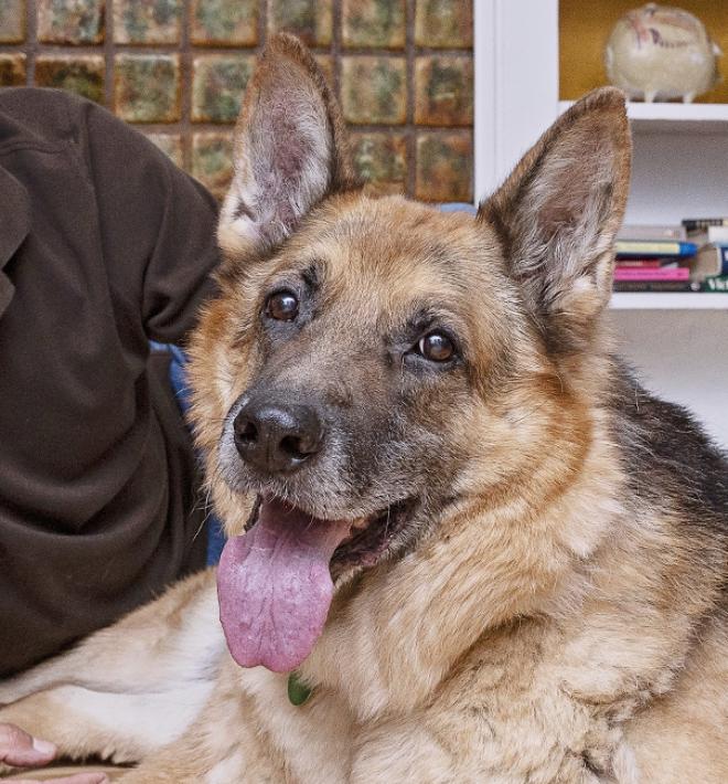 man lying on living room floor with German shepherd