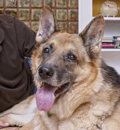 man lying on living room floor with German shepherd