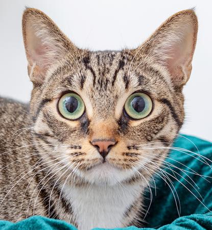 Tabby cat lying in a teal-colored bed