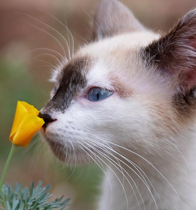 Tabby and white cat smelling flower