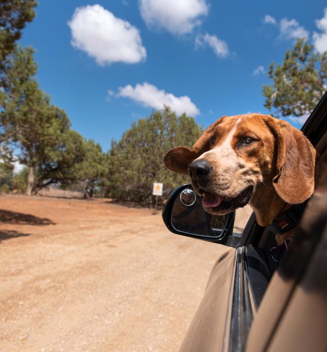 Beagle mix dog going for a car ride at animal sanctuary