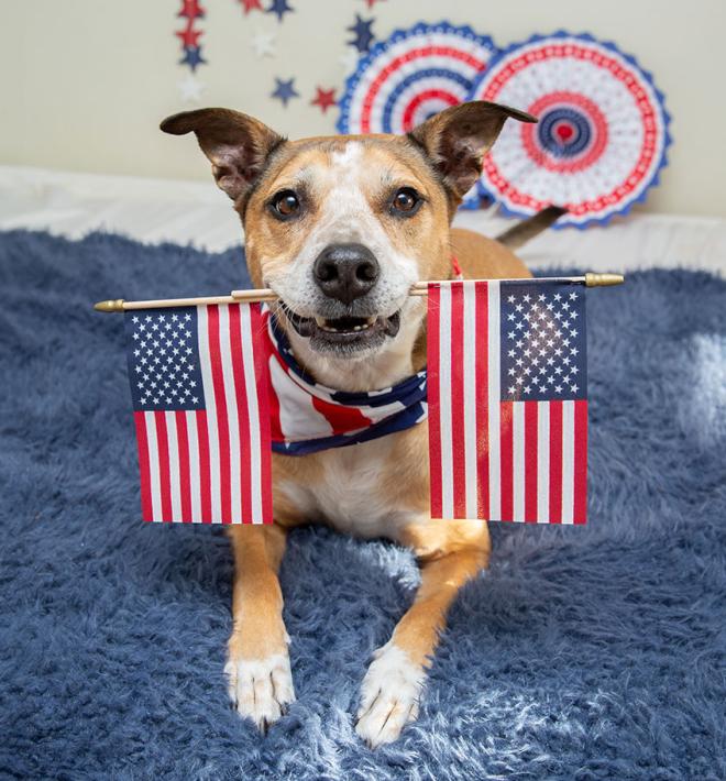 happy dog with American Flag toy