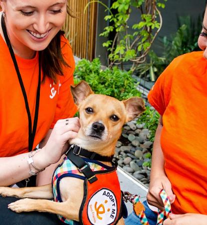 Two volunteers outside in New York City with small brown dog