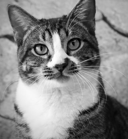 Cat sitting by brick wall