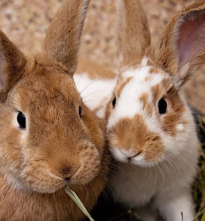 Two brown and white bunnies eating grass