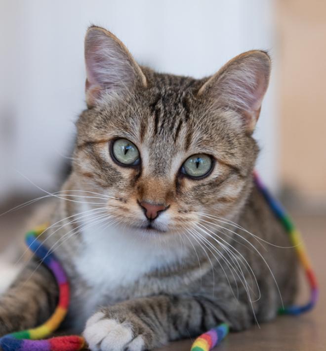 Tabby cat lying on floor with colorful toy