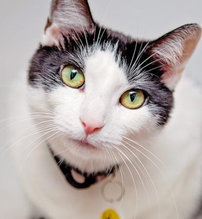 black and white adoptable cat
