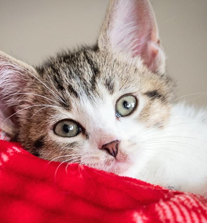 Tabby and white kitten lying on a red and white blanket