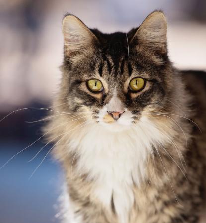 Long haired tabby cat walking forward