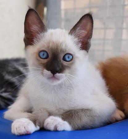 three young cats sitting on blue bin in enclosure