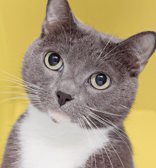 Grey and white cat with yellow background