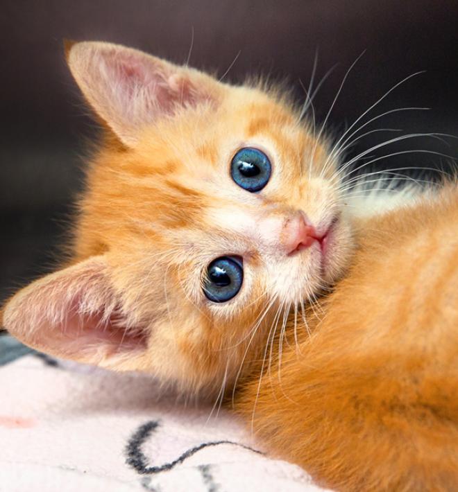 Tiny orange kitten relaxing on a fuzzy blanket