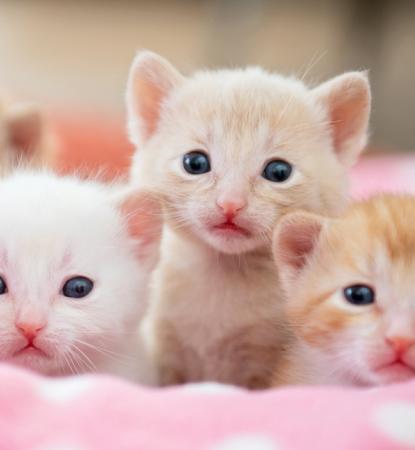 Four orange and white kittens in pink blanket