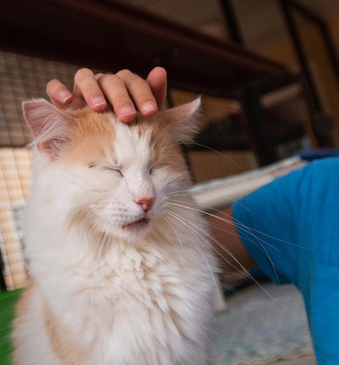 Girl petting cat 