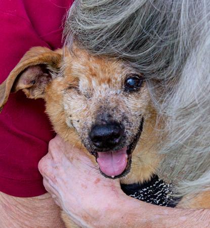 Person hugging a one-eyed dog outside on the grass