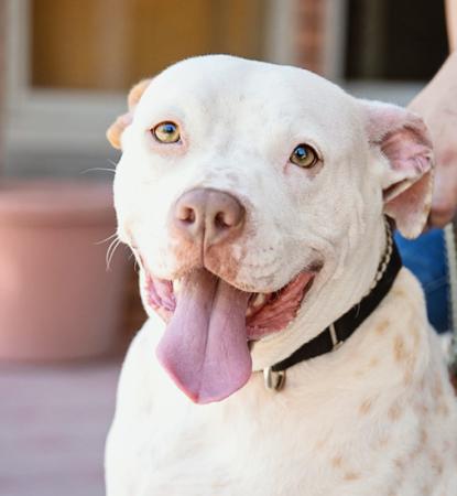 Large breed dog sitting on sidewalk with owner