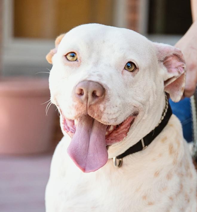 Large breed dog sitting on sidewalk with owner