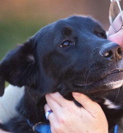 Person hugging a dog while kissing the side of their face